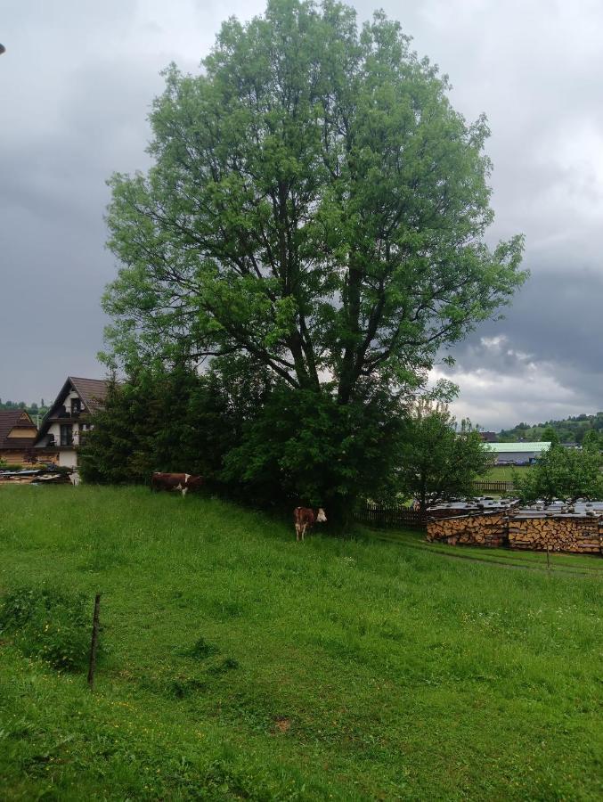 Apartament Skorusinka W Poblizu Chocholowskich Term Witow  Bagian luar foto